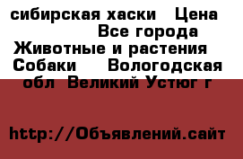 l: сибирская хаски › Цена ­ 10 000 - Все города Животные и растения » Собаки   . Вологодская обл.,Великий Устюг г.